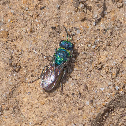 Pseudochrysis neglecta.jpg